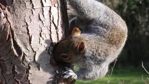 Squirrel eating food in our house watch till and 🤔🤔🤔🤔
