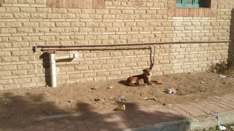 كلاب ضالة تعيش على القمامة لاتجد من يرعاها