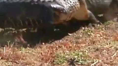 Two crocodiles fought. I was scared to watch it