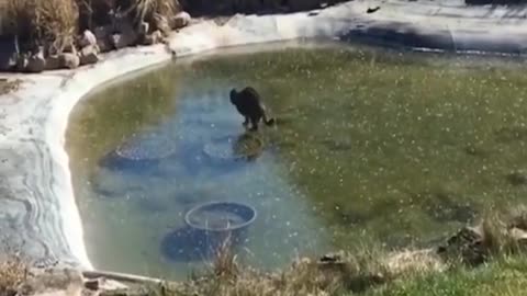 Winter fishing cat, cat loves fish 🤭