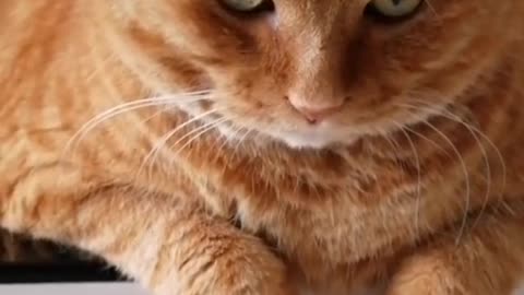 My kitten is beautiful and cute