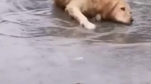 Dog taking path in the middle of road all cars are line up.