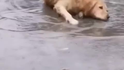 Dog taking path in the middle of road all cars are line up.