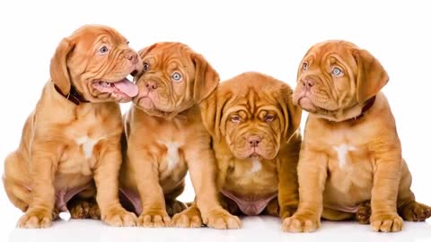 Top 10 Best Large Dog Breeds in the World For Apartment Living.