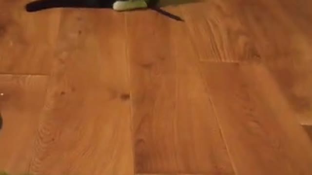 Cute ideos Compilation | Funniest Animals 1 #Cutedog #cuteanimals