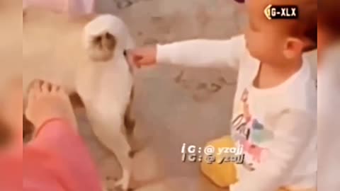 Dog vs baby