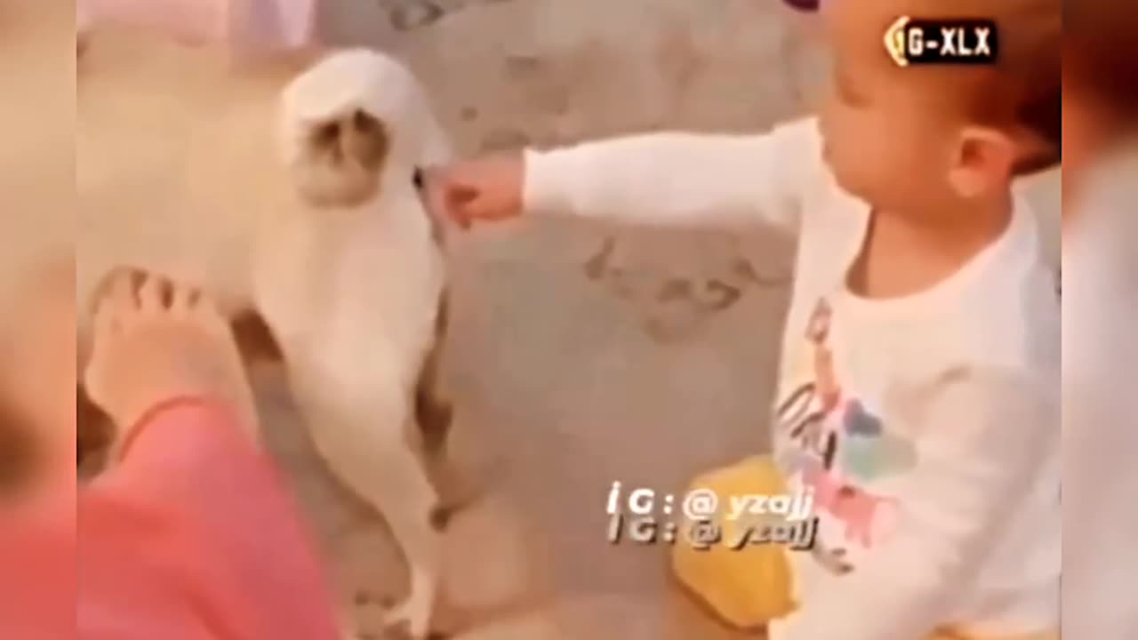 Dog vs baby