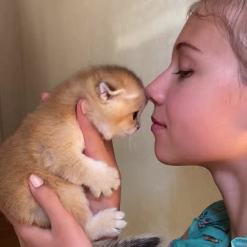 So Cute Baby Cat Cute And Funny Cat # Short