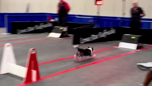 Dogs compilation,Dogs running shoes for completion