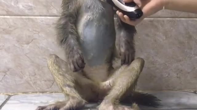 Shaving a monkey with a shaver, he seems to enjoy it