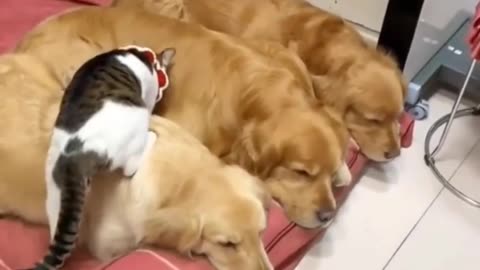 CATS😺🐶2024 DOGS FUNNY CUTE VIDEO shorts videos part 178