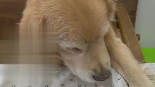 Pranked Dog