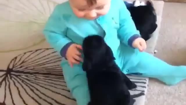 Dogs are playing with baby