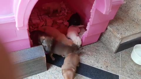 3rd week of puppies.