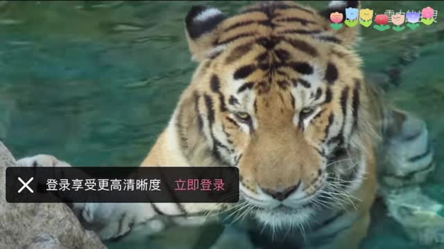 How do tigers hunt and hunt in animals