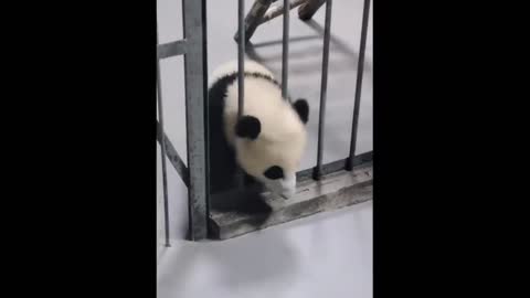 cute funny baby animal