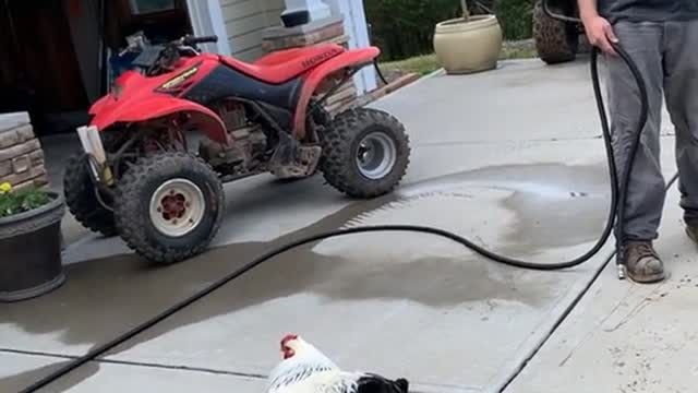 Kyle the Angry Rooster Rules the Roost