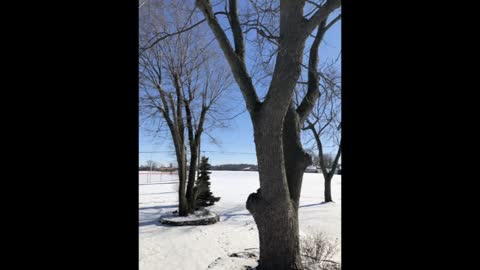 Tree Service Waco Texas