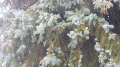 Rain on the forest, #calm videos, #deep sleep, #meditation