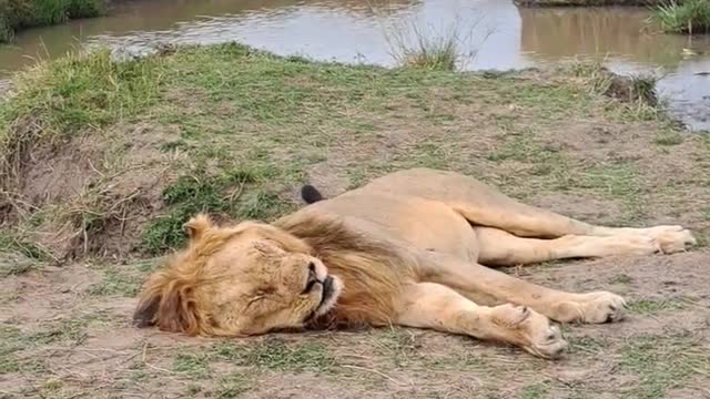 Big lion taking nap after busy routine