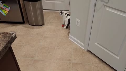 Cats Kick Ball