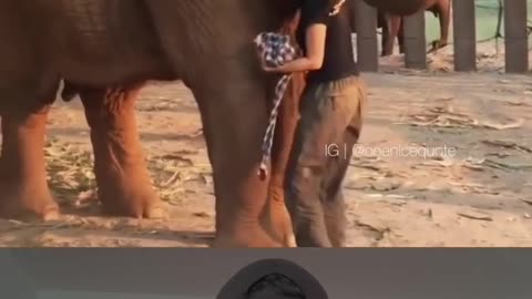 The love and loyalty of animals is truly amazing