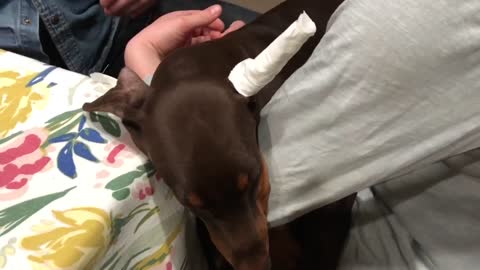 Tampon ear posting doberman