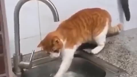 funny cats