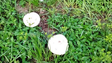 Mushrooms Growing Everywhere!