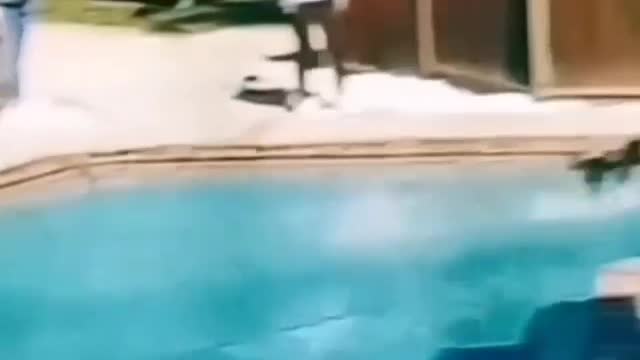 ALIEN PUPPY WALKS ABOVE WATER