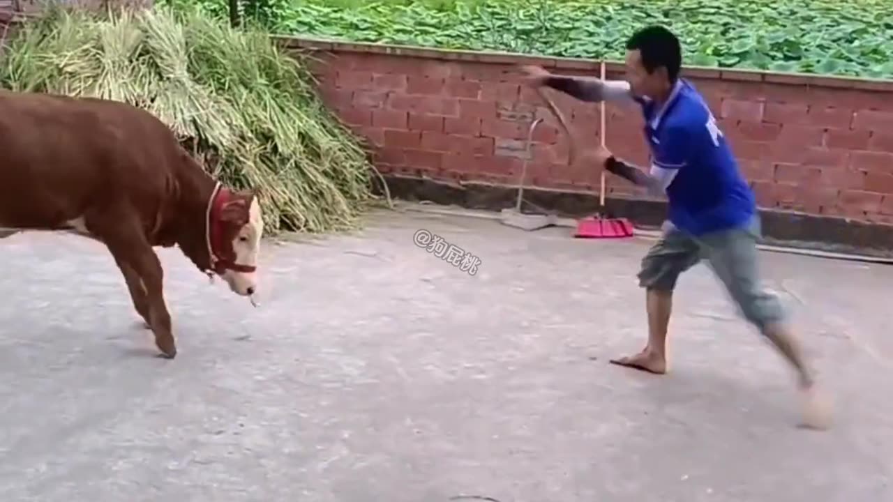 Funny Shorts completion 2023