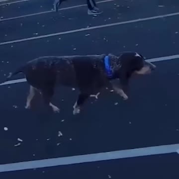 Perfectly Cut Screams #1