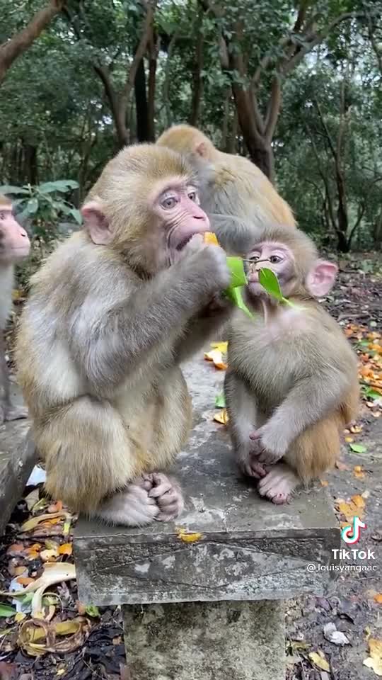 happy monkey family life