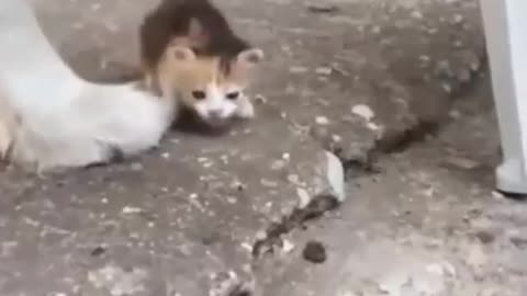 newborn cat and dog