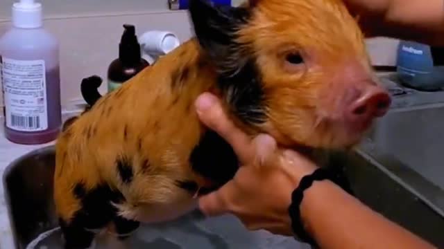 It's time to give this cute little piggy a bath!