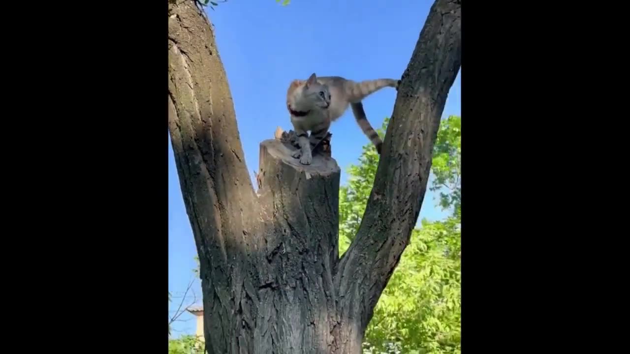 Cute Beyond Words | Aww-Worthy Baby Animals Compilation - Funny and Adorable Moments! 🐾😇