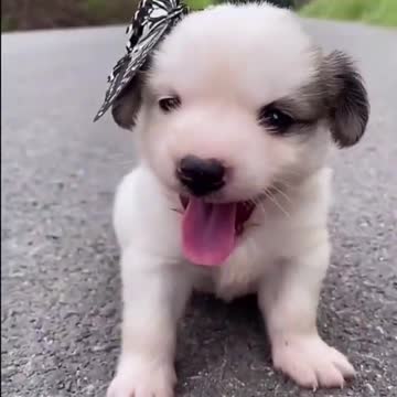 Butterfly plays with cute puppy