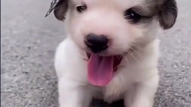 Butterfly plays with cute puppy