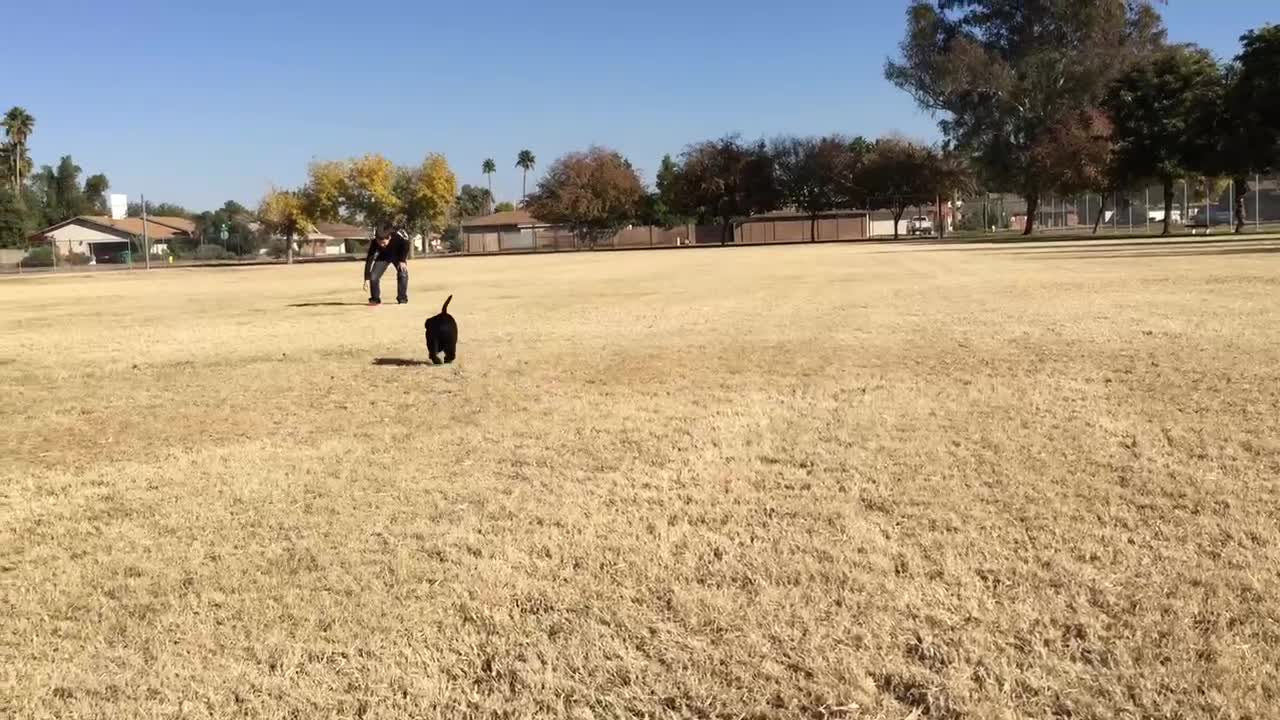 Run puppy run!