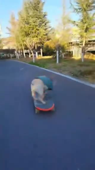 This dog knws how to have fun.