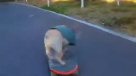 This dog knws how to have fun.