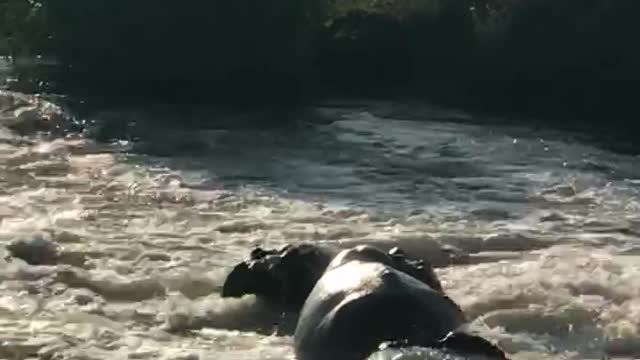 Hippos fighting in the morning sunrise