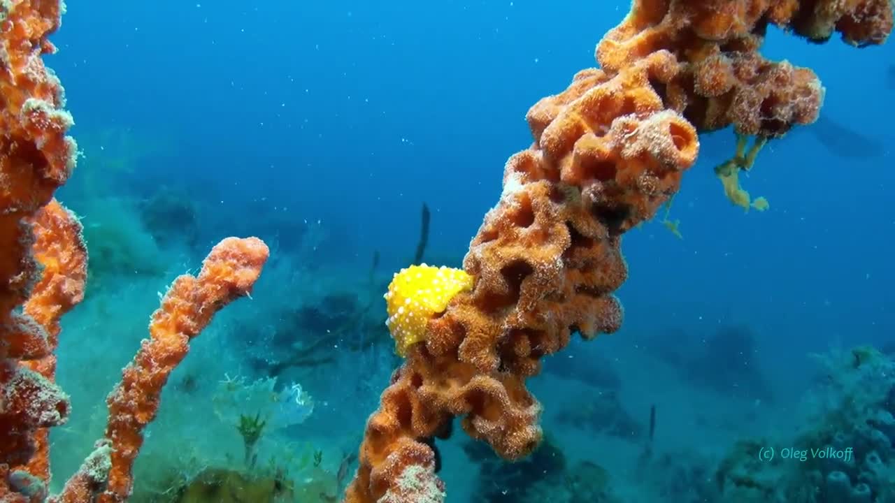 Diving In Corfu Island, Greece