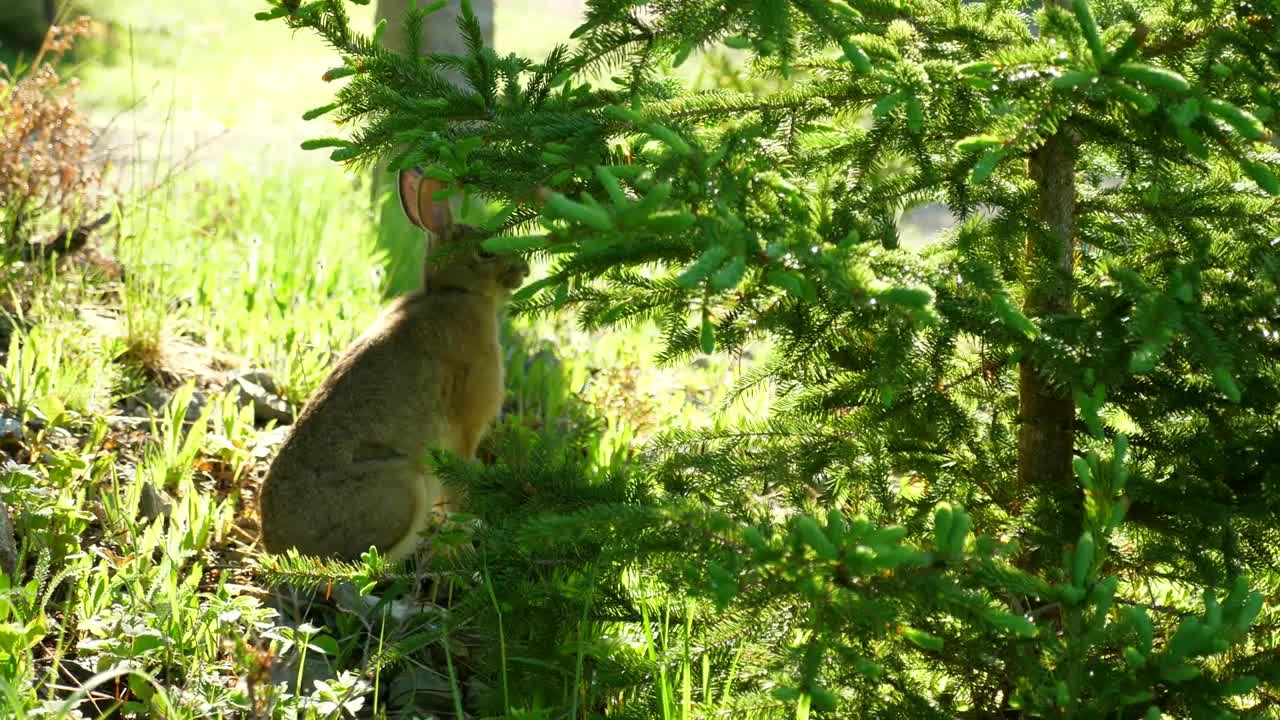 Cute Wild Rabbit Eating Pine Branches In The Morning