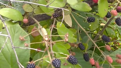 Blackberries