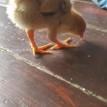 Goldi golden chicken ;-)