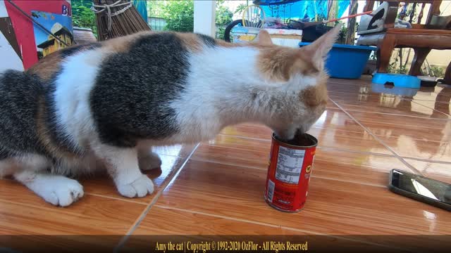 Epic music - The cat is licking the sauce QHD 1440p