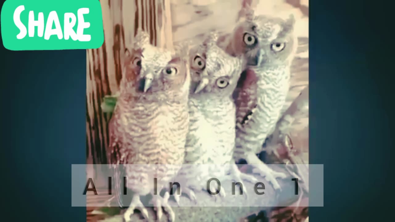 Cute and beautiful Owls 🦉 birds compilation 4