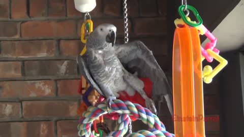 Einstein Parrot can talk better than most humansp1