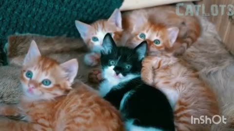 Funny cute cat 😺 and dogs viral videos